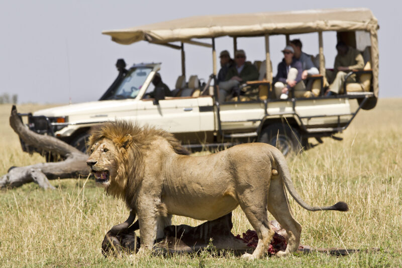 All in one, Tanzania Sharing Safaris from Moshi, Best Shared Tours 2026-2027