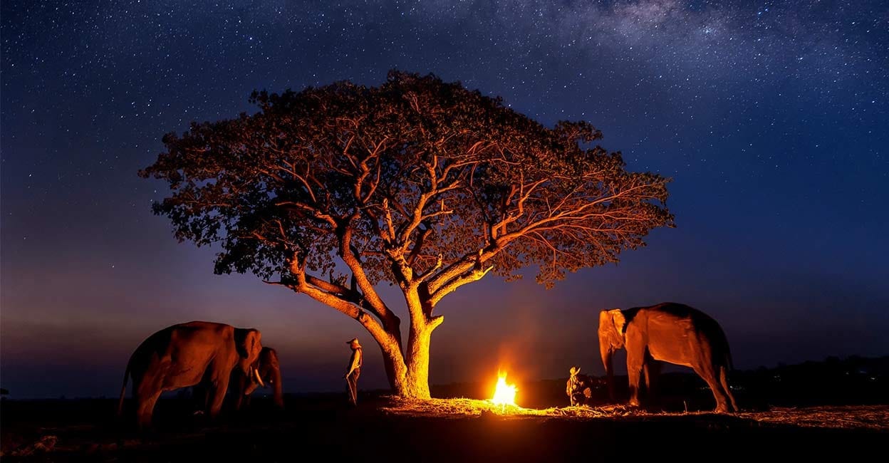 Private Tanzania Safari Vs Group Safari: Which One Should You Choose