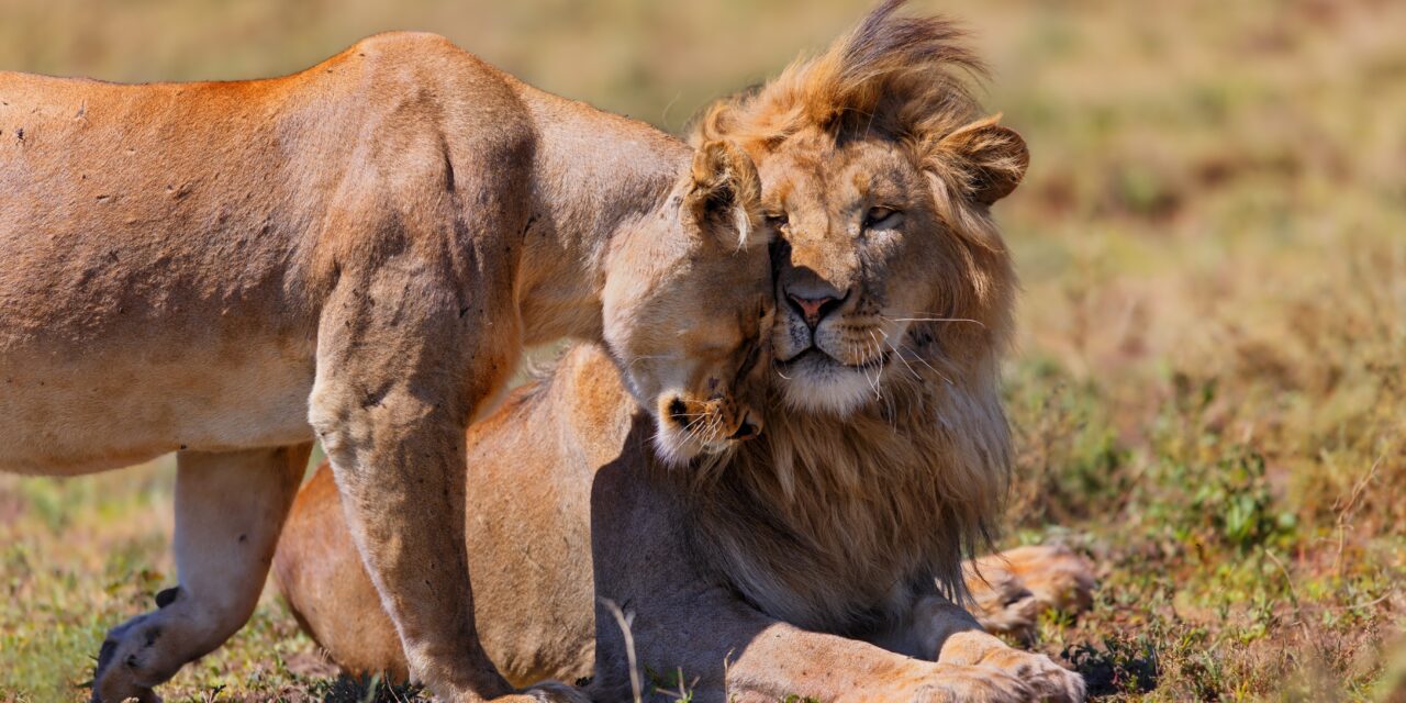 Ngorongoro Crater And Lake Manyara Safari: Expert Planning Guide
