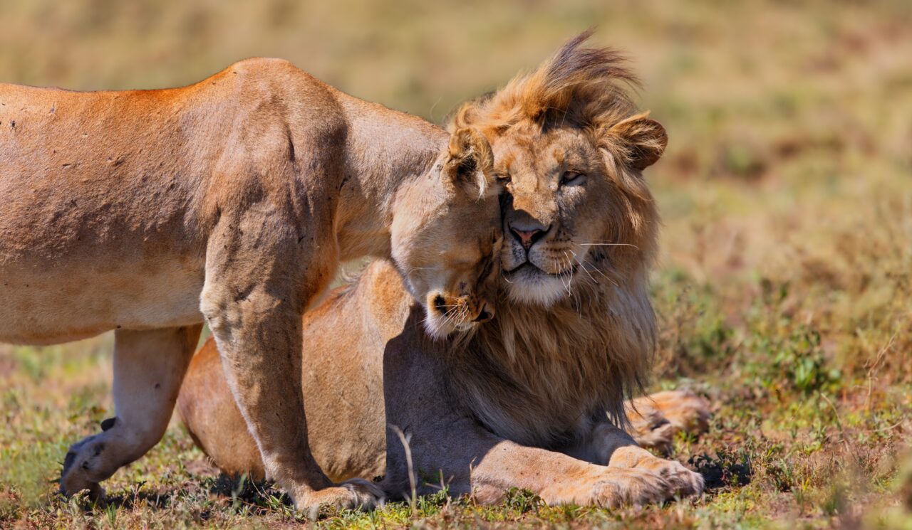 Tanzania Family Vacation Guide: Safari And Beach With Kids: Best