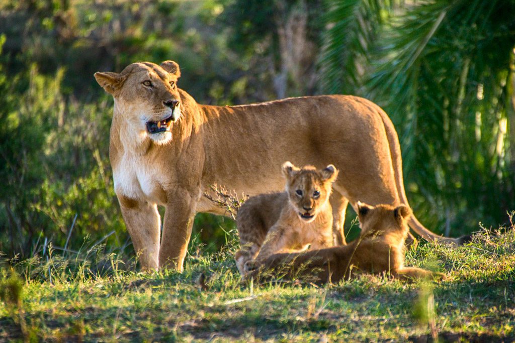 Tanzania Northern Circuit Safari Itinerary: Best Guide 2026-2027