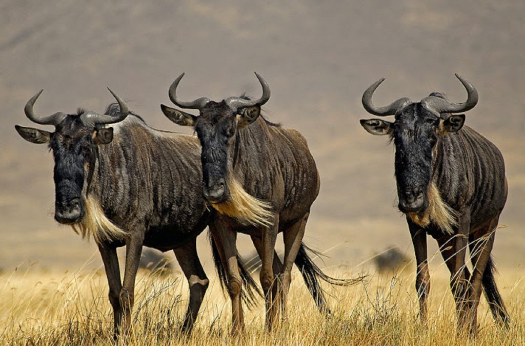 Ngorongoro Crater Packing List: Essential Guide