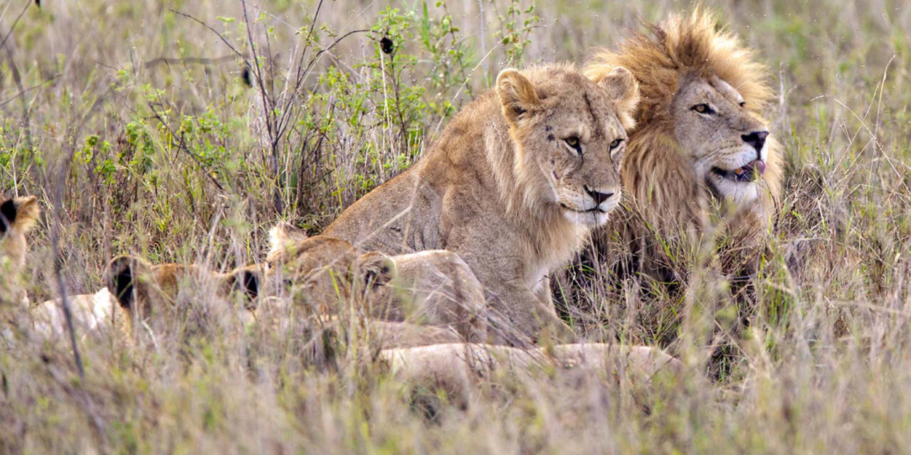 Ngorongoro Crater Safari Guide: Everything You Need To Know: Best