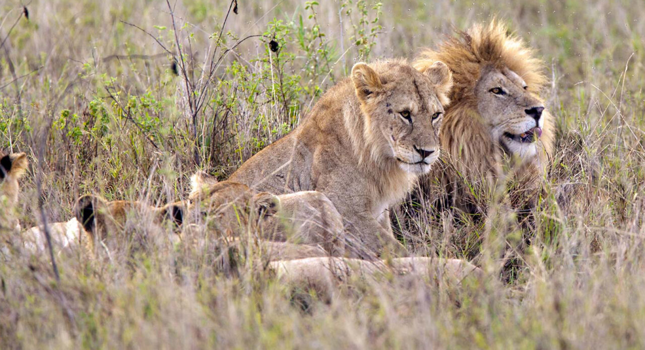Ngorongoro Crater Packing List: Essential Guide