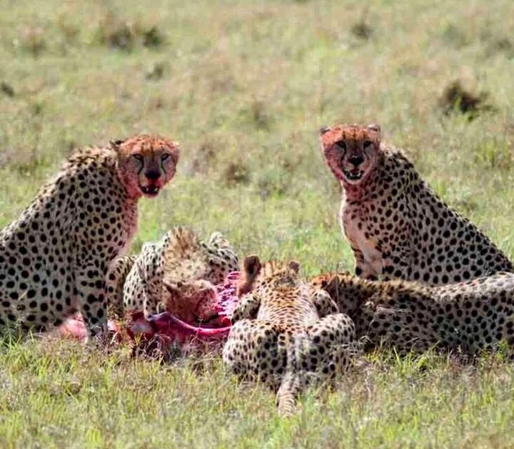 Best Tanzania Safari Packages For First-Time Visitors Guide