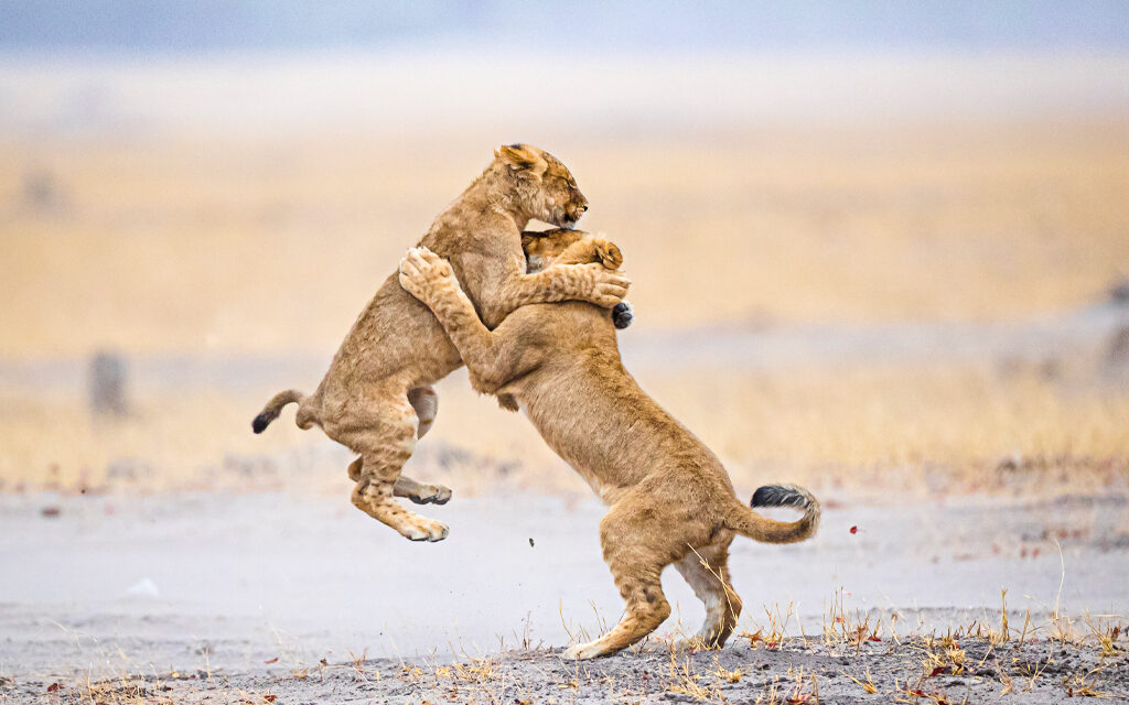 How To Plan A Tanzania Trip Without Stress: Complete Guide