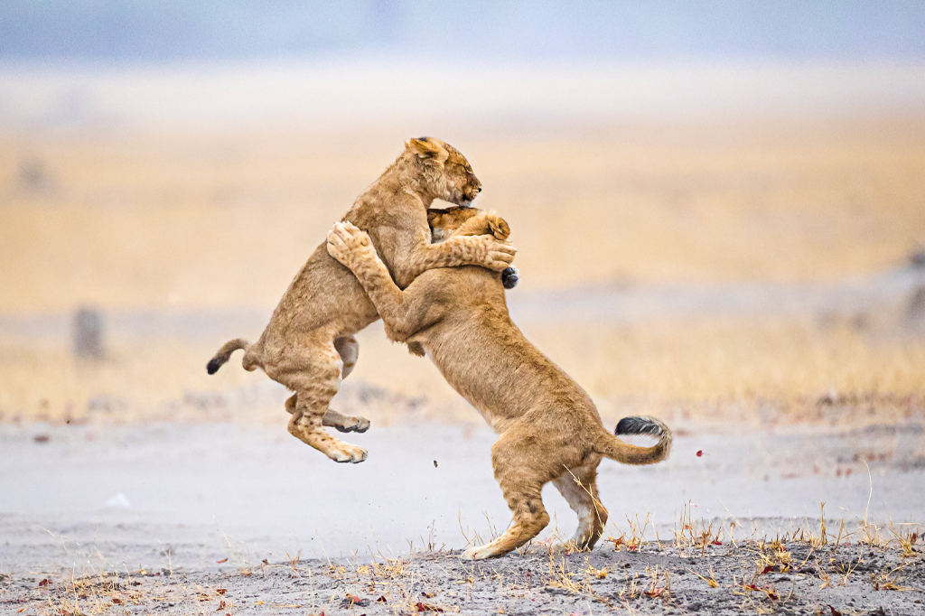 Tanzania In 10 Days: Perfect Safari And Zanzibar Itinerary Guide