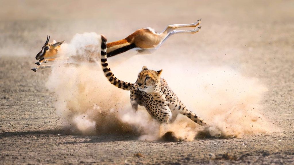 Ngorongoro Crater Vs Serengeti: Which Is Better?: Best Safari Guide