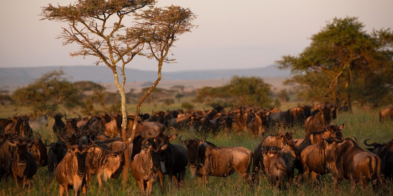 Best Time To Visit Serengeti National Park: Essential Travel Guide