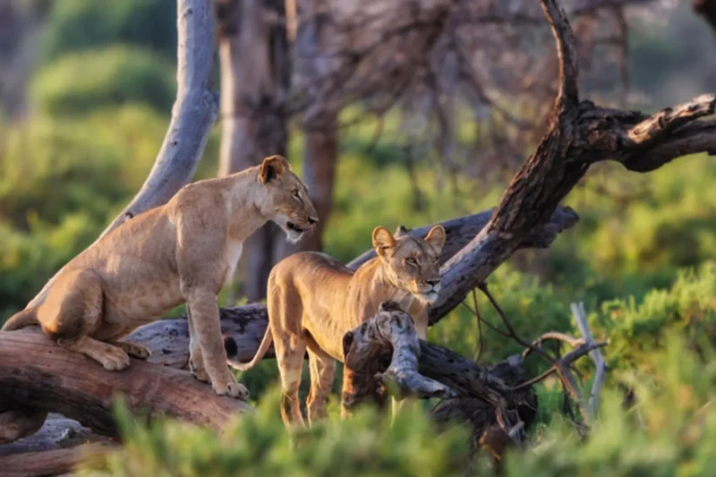 Midrange 2 Days Safari From Zanzibar 2026-2027