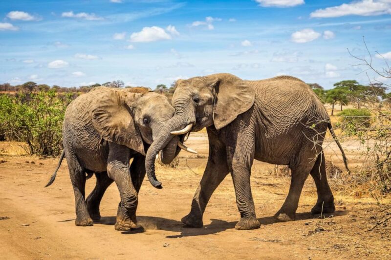 Best 5 Days Midrange Safari from Moshi After Trekking 2026-2027