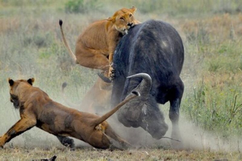 Book Midrange 3 Days Safari From Zanzibar 2026-2027