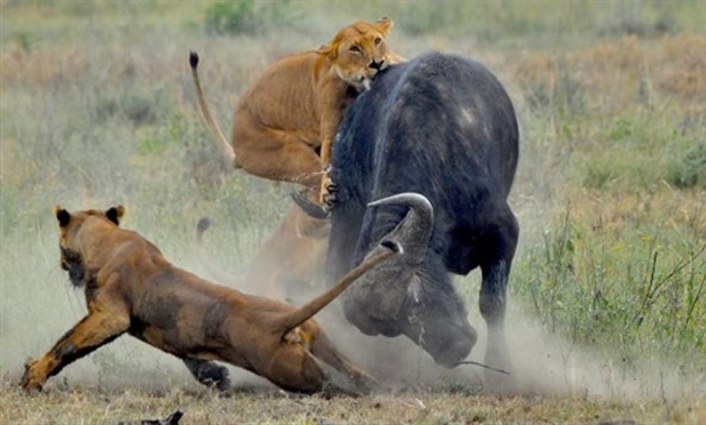 Book Midrange 3 Days Safari From Zanzibar 2026-2027