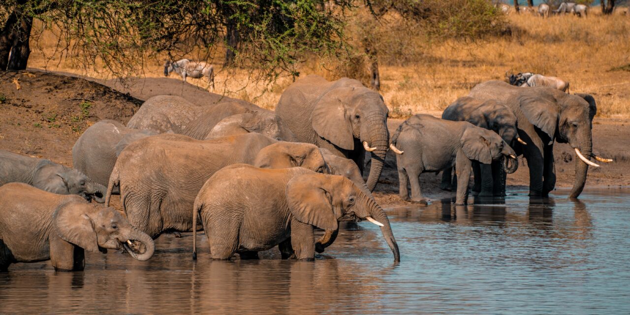 2 Days Budget Group Joining Shared Safari Tour, Best of 2026-2027