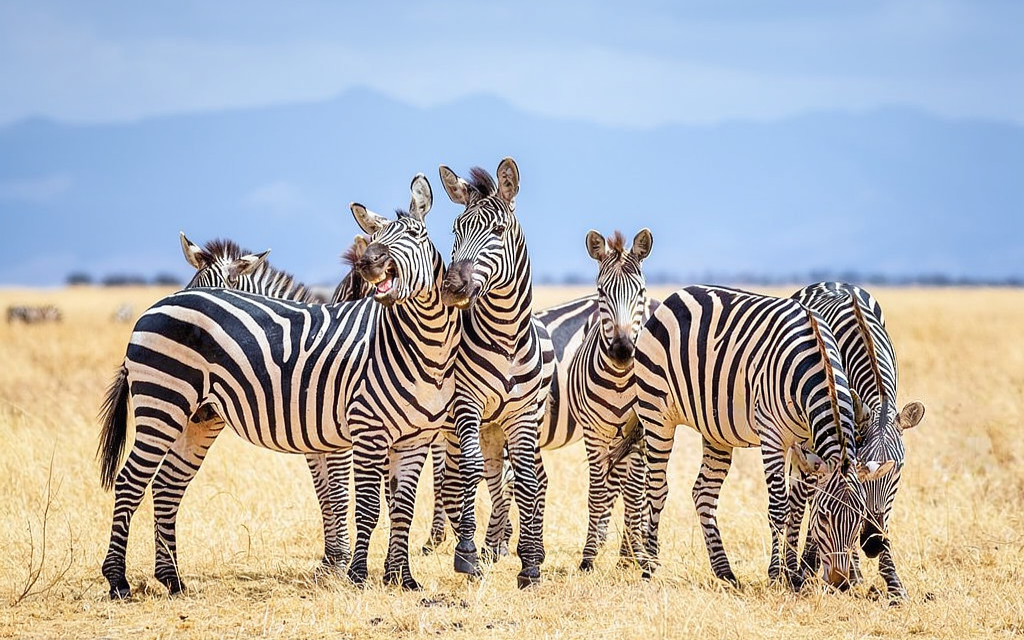 How to Prepare for Long Safari Drives in Tanzania – Complete Guide 2026-2027