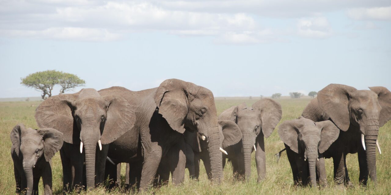 How to See Elephants in Tarangire National Park – Complete Guide 2026-2027