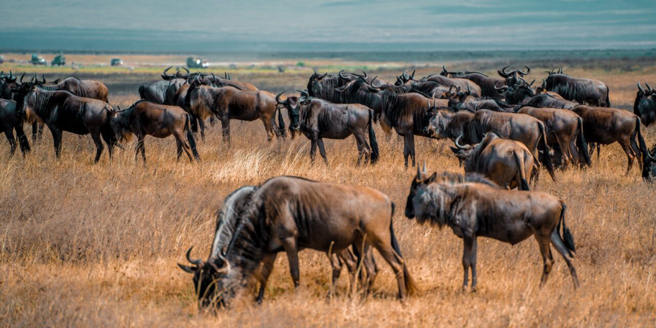 How to Travel from Arusha to Serengeti National Park 2026-2027