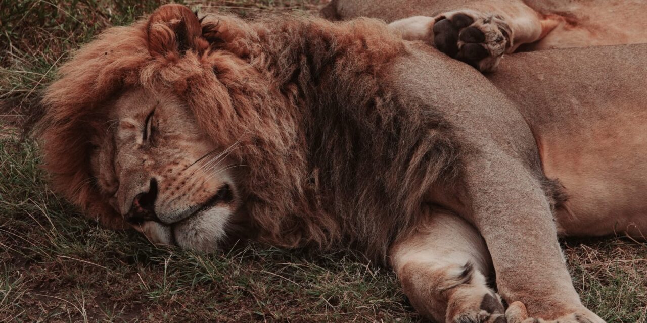 Ngorongoro Crater Safari Cost: Complete Guide: Best