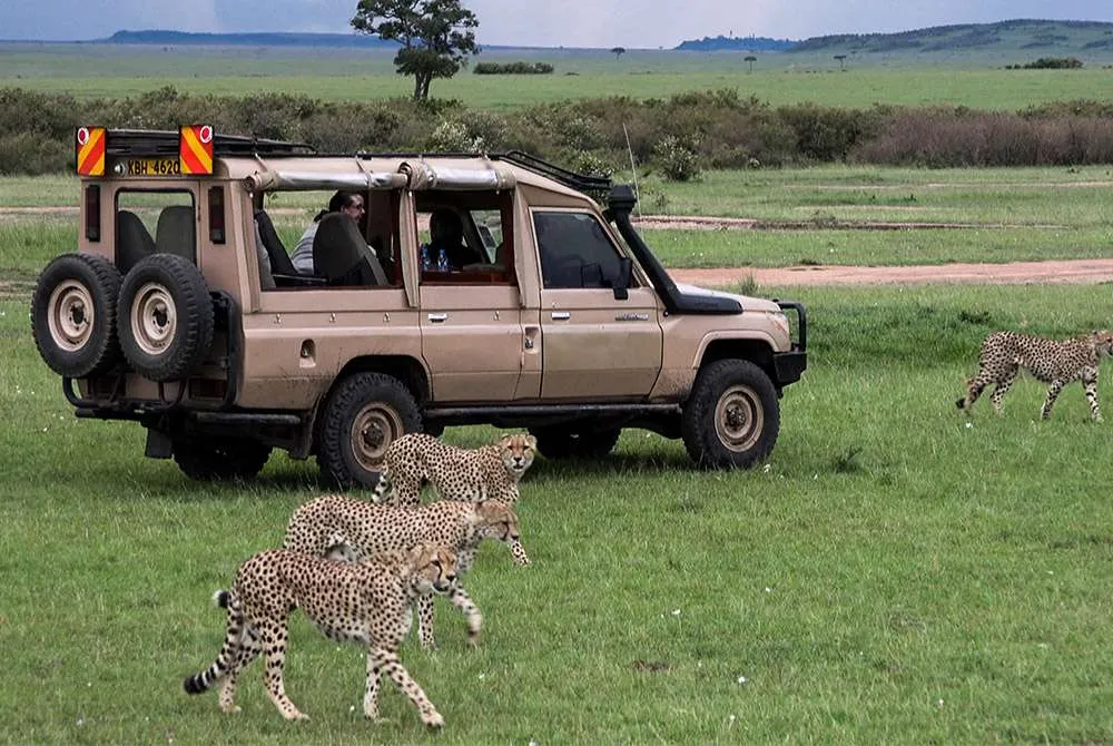 1 Day Family Safari From Moshi: Best Guide 2026-2027-2028