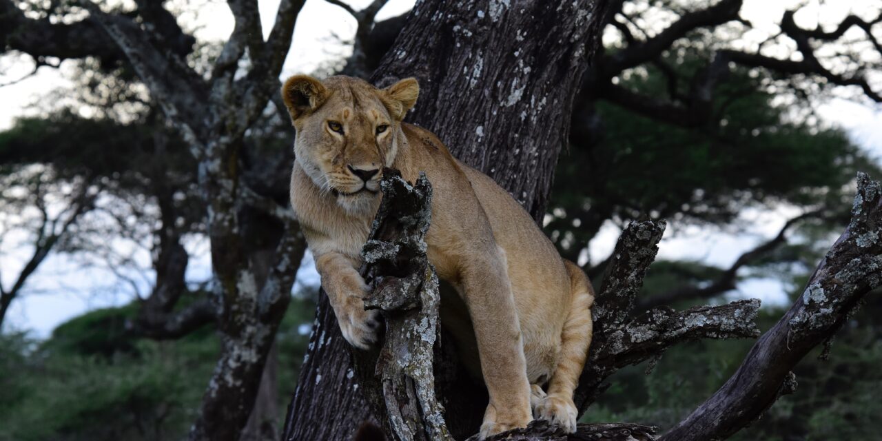 How to Visit Tarangire National Park from Arusha – Complete Guide 2026-2027