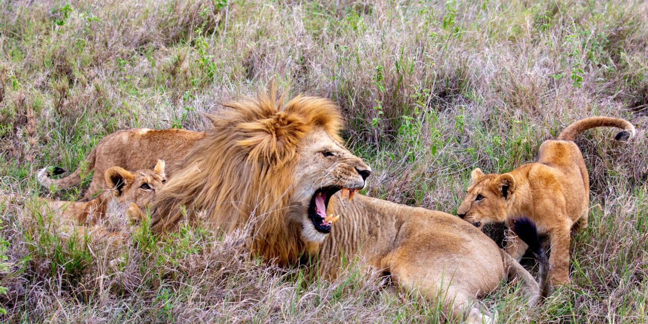 3 Days Group Join and Budget Shared Safari Tour 2026-2027