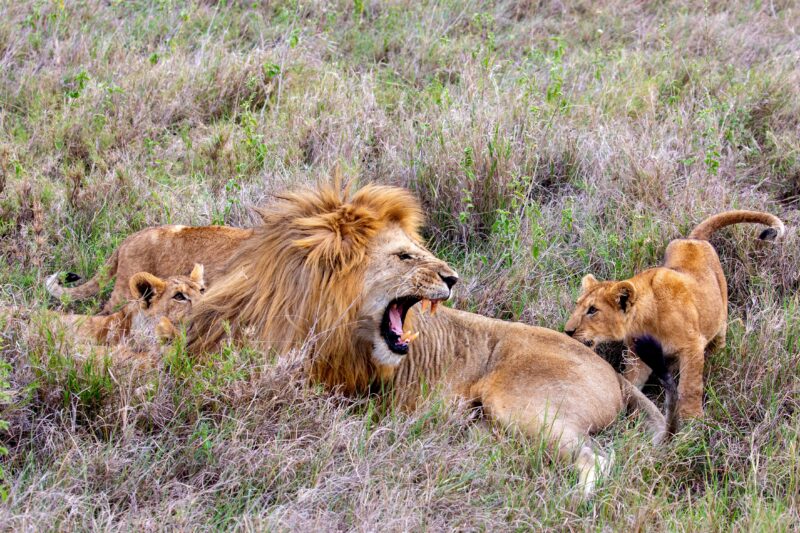 3 Days Group Join and Budget Shared Safari Tour 2026-2027