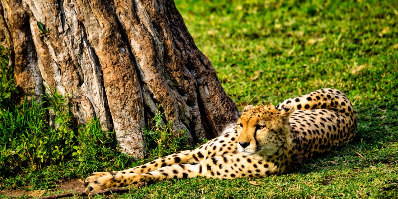 How to Combine Lake Manyara and Ngorongoro from Arusha – Complete Guide 2026-2027