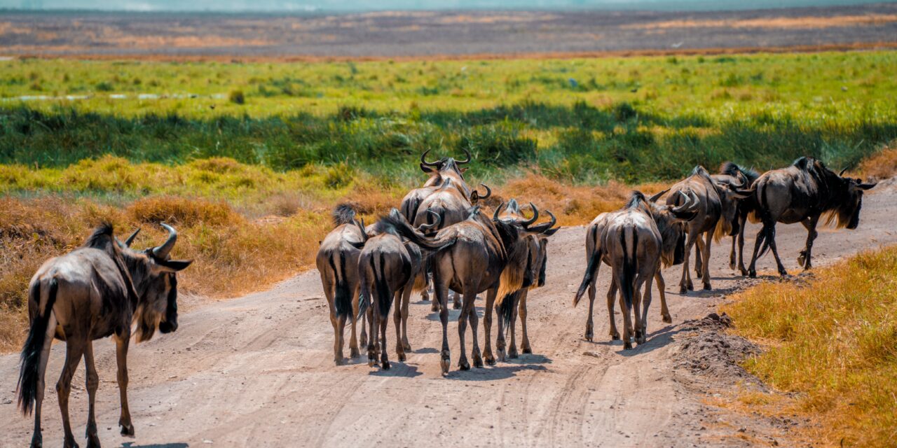 How to Visit Ngorongoro Conservation Area from Arusha – Complete Guide 2026-2027