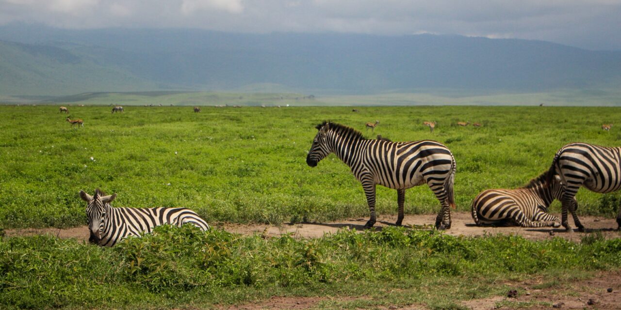 How to Fly from Arusha to Serengeti – Complete Guide 2026-2027