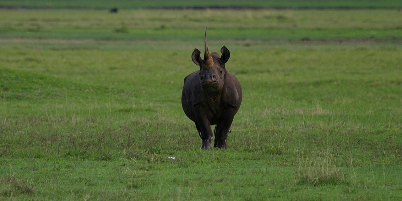 How to Visit Northern Serengeti from Arusha – Complete Guide 2026-2027