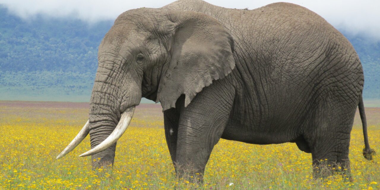 How to Plan Arusha to Serengeti and Back Itinerary – Complete Guide 2026-2027