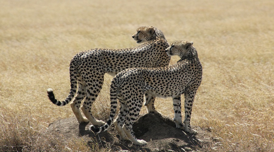 Best Ruaha National Park Safari: Your Ultimate Guide 2026-2027