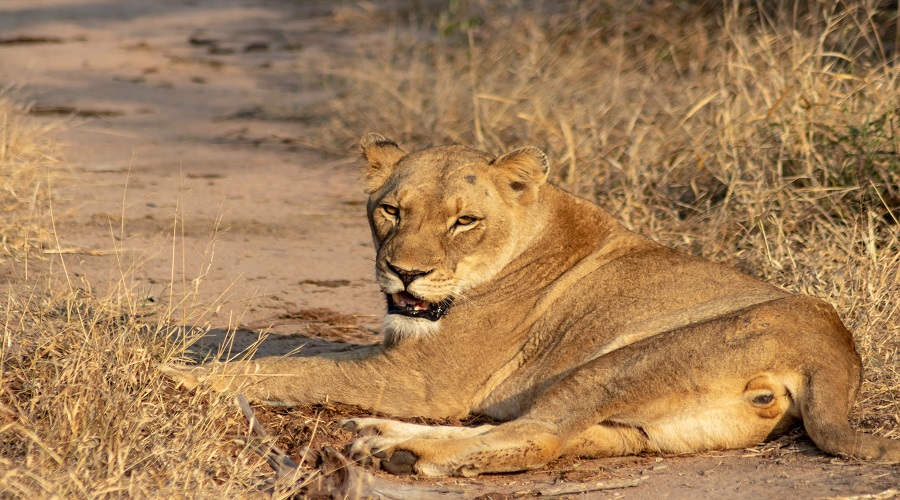 10 Days Tanzania Safari – Book Complete Northern Tanzania Safari Experience