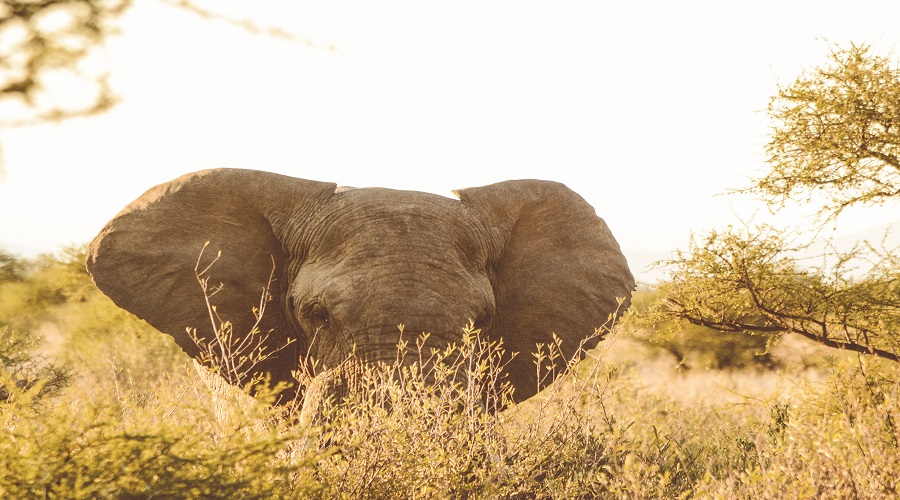 Premium Tanzania Group Joining Safari Complete Tour Package 2026–2027