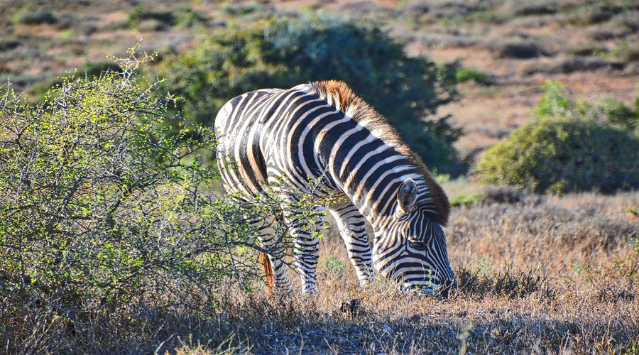 Popular Private Tanzania Safari Best Route and Price 2026–2027