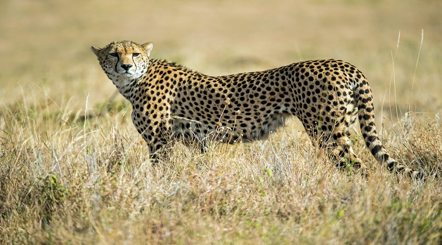 6 Days Tanzania Safari – Book Northern Circuit Wildlife Safari with Local Guides