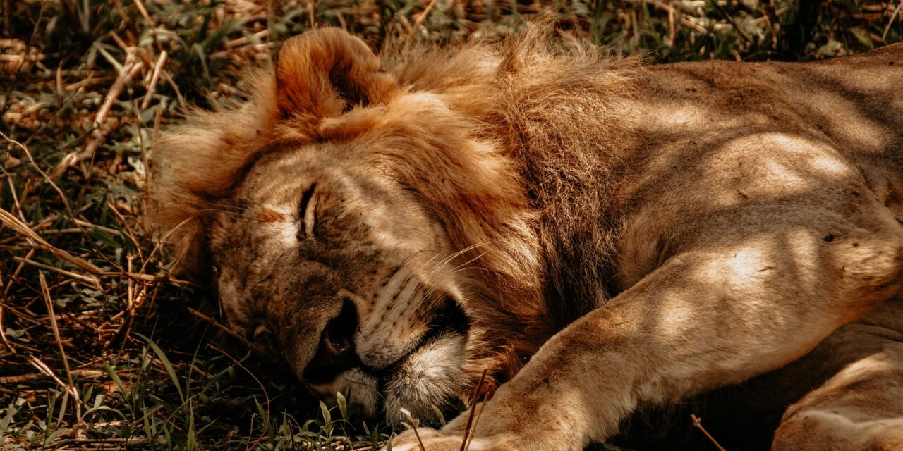 How to Book Tarangire Safari from Arusha – Complete Guide 2026-2027