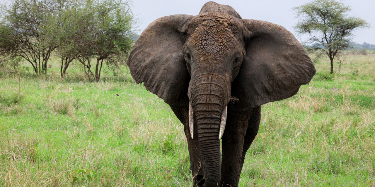 How to Visit Lake Manyara National Park from Arusha – Complete Guide 2026-2027