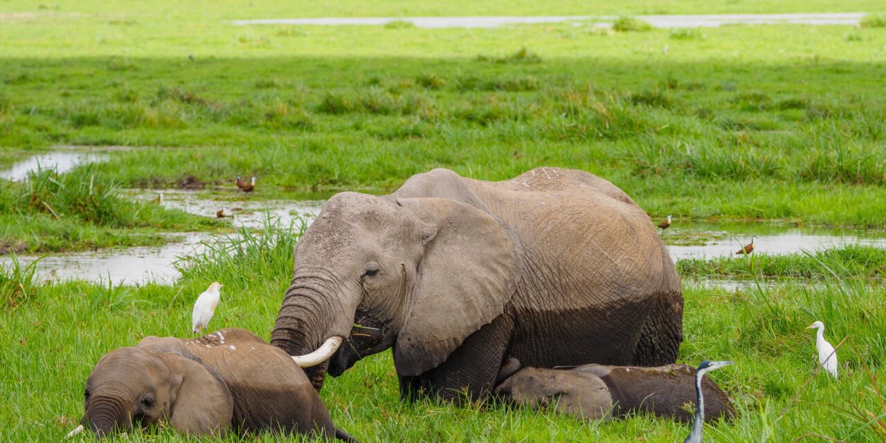 How to Get from Arusha to Tarangire National Park – Complete Guide 2026-2027
