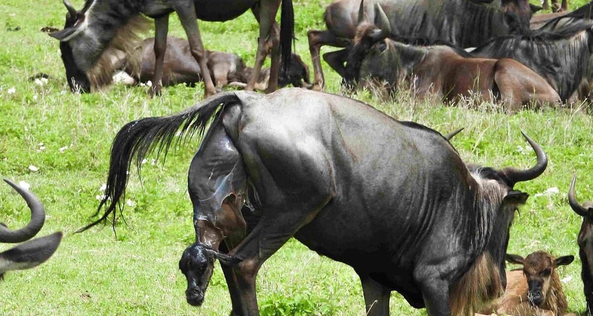 How to Plan a Low Cost Safari from Arusha – Complete Guide 2026-2027