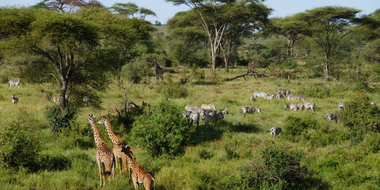 How to get to Serengeti from Arusha 2026-2027