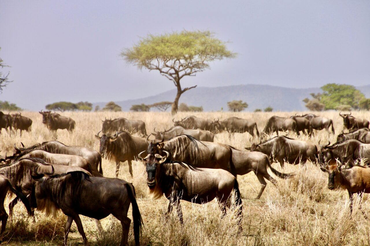 Is Tanzania Safari Worth the Money? Expert Guide for 2026 and 2027 Travelers