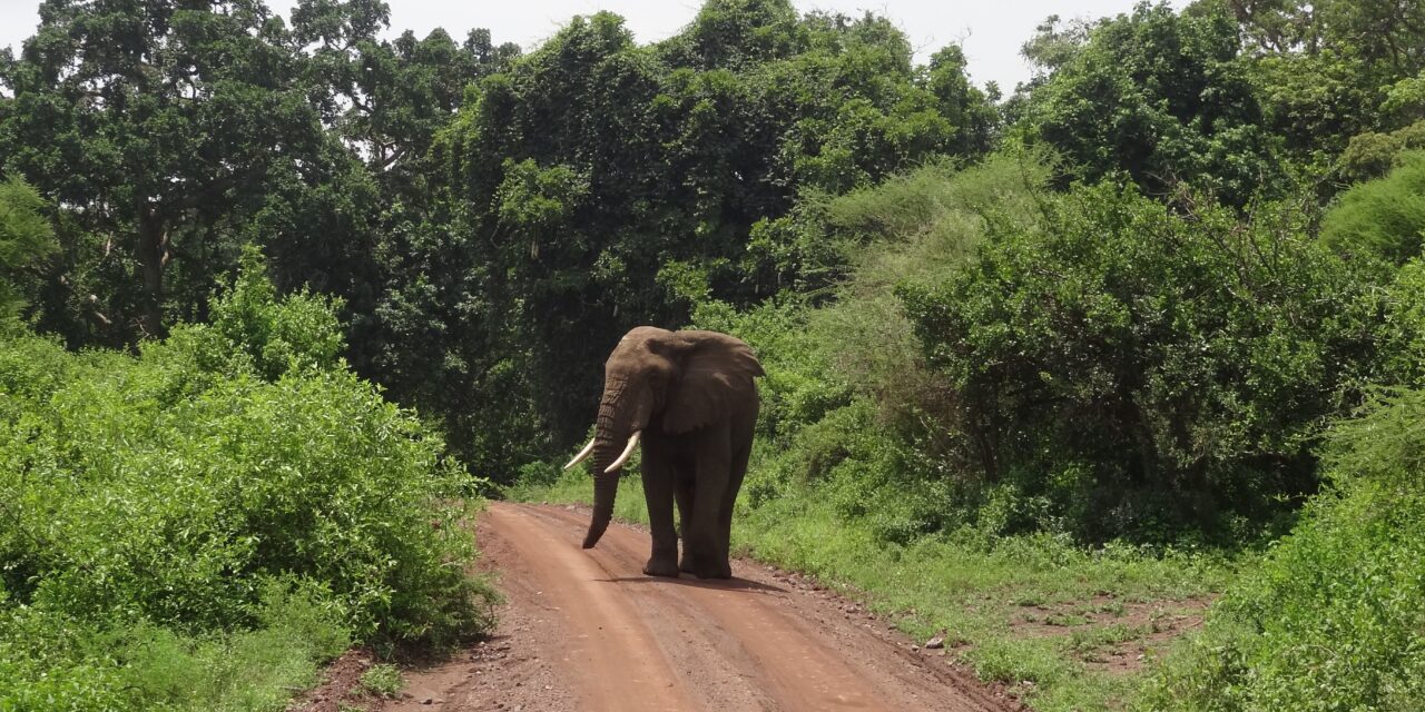 How to Choose Tarangire or Lake Manyara Safari – Complete Guide 2026-2027