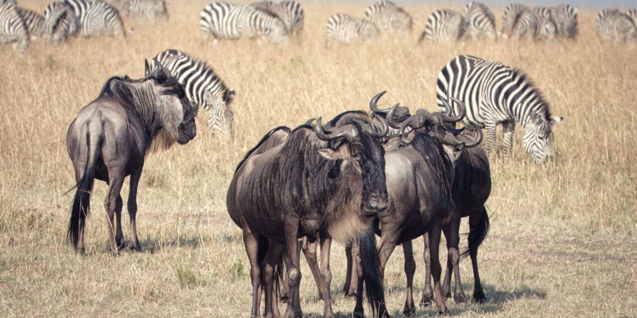 How to See River Crossing in Northern Serengeti – Complete Guide 2026-2027