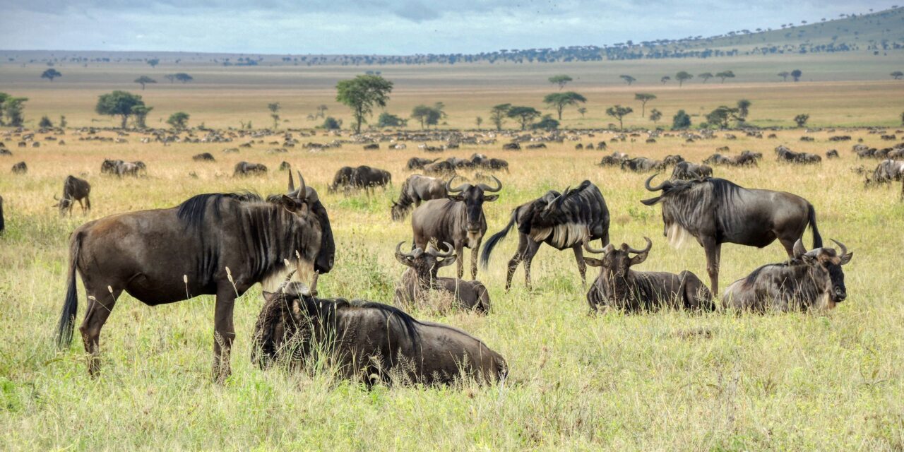 How to See Wildebeest Migration in Tanzania – Complete Guide 2026-2027
