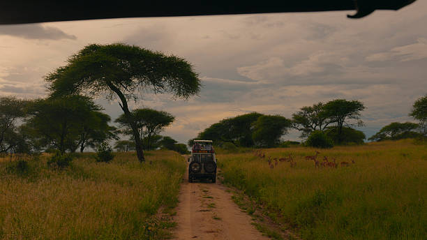 Serengeti Migration Safari From Moshi: Best Guide 2026-2027-2028