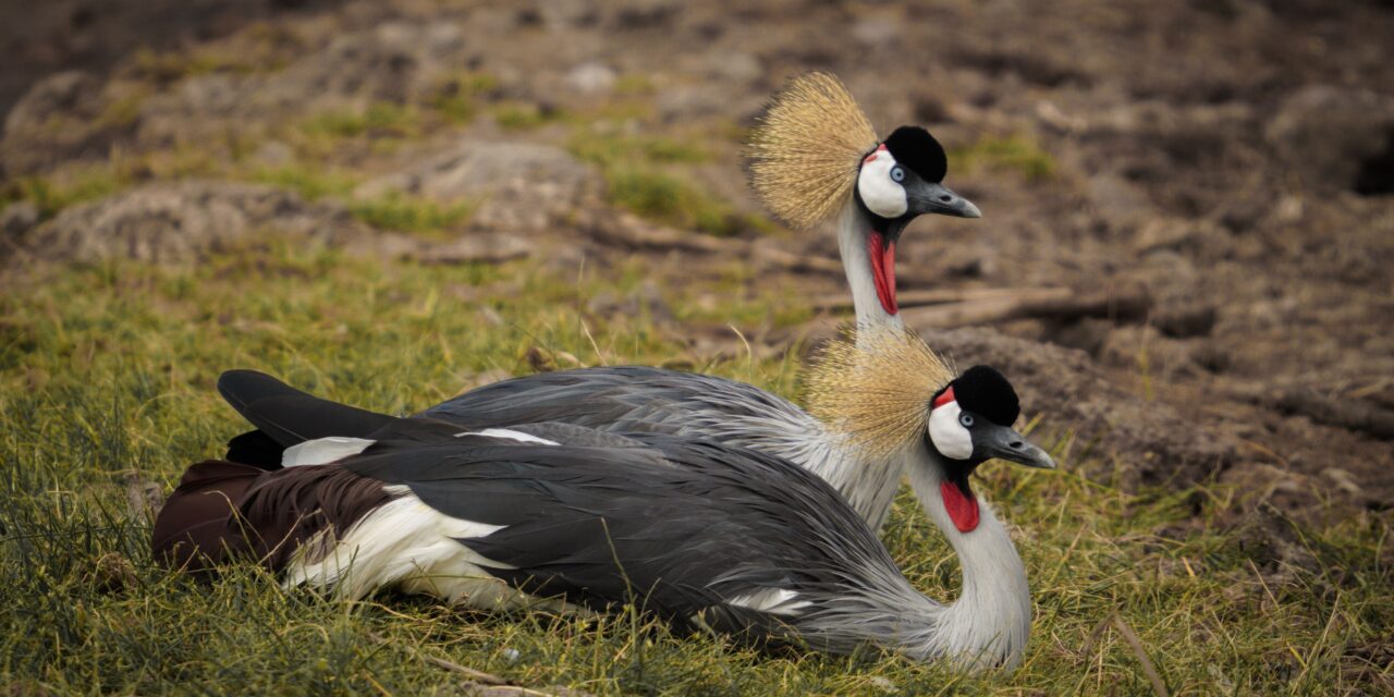 1 Day Lake Manyara Safari from Arusha – Book Scenic Wildlife Day Trip