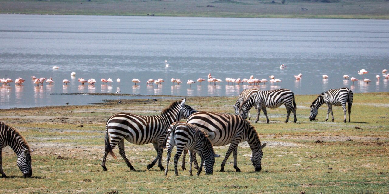 2 Days Lake Manyara and Tarangire Safari – Book Short Tanzania Safari Package