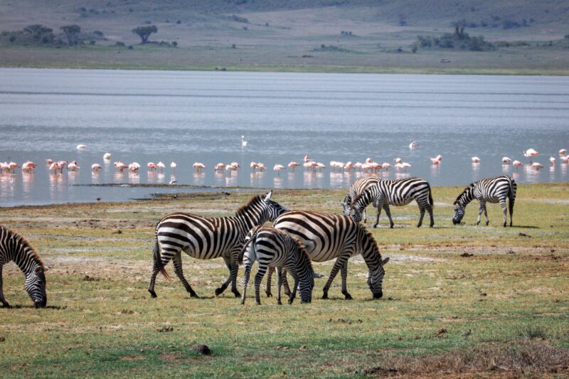 2 Days Lake Manyara and Tarangire Safari - Book Short Tanzania Safari Package