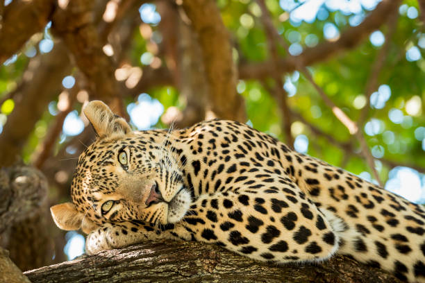 Best 1 day Tarangire safari from Arusha itinerary and price 2026-2027
